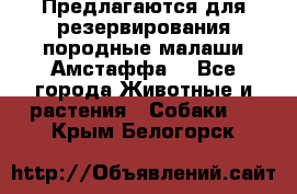 Предлагаются для резервирования породные малаши Амстаффа  - Все города Животные и растения » Собаки   . Крым,Белогорск